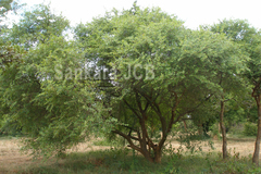 Erythroxylum monogynum